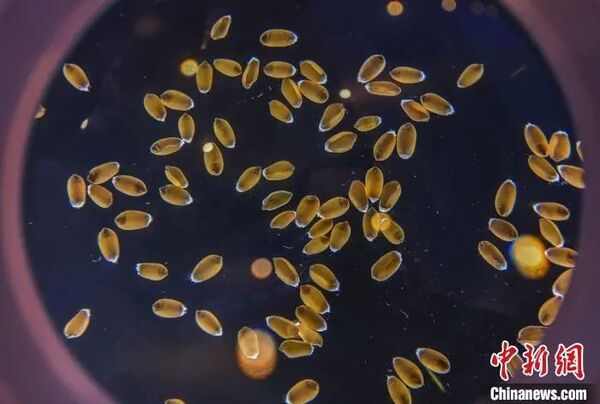 科技賦能種業“強芯”，托普云農亮相第二屆三亞國際種業科學家大會